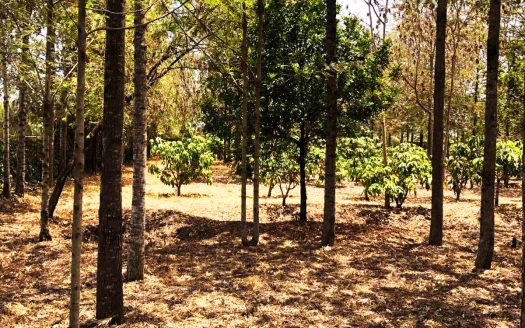 LAND FOR SALE IN RUIRU BEHIND ZETECH