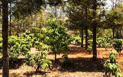 LAND FOR SALE IN RUIRU BEHIND ZETECH